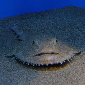 Yellow Goosefish (Lophius litulon)