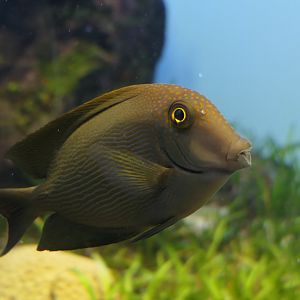 Lined Bristletooth (Ctenochaetus striatus