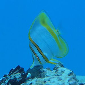 Margined Coralfish (Chelmon marginalis)
