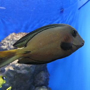 Hawaiian Bristletooth (Ctenochaetus hawaiiensis)