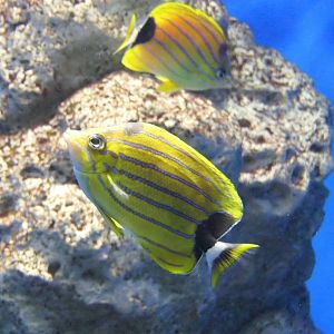 Bluestripe Butterflyfish (Chaetodon fremblii)