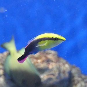 Hawaiian Cleaner Wrasse (Labroides phthirophagus)