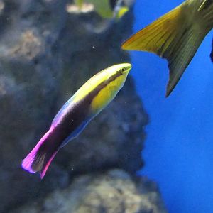 Hawaiian Cleaner Wrasse (Labroides phthirophagus)