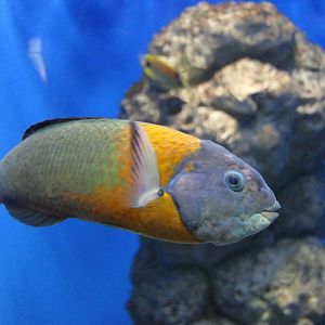 Saddle Wrasse (Thalassoma duperrey)