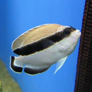 Bandit Angelfish ('Apolemichthys' arcuatus)