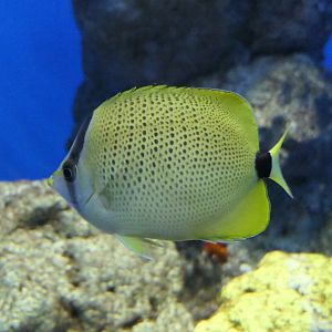 Milletseed Butterflyfish (Chaetodon miliaris)
