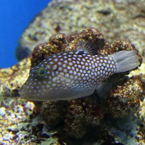 Hawaiian Whitespotted Toby (Canthigaster jactator)