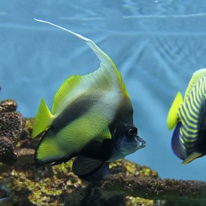 Red Sea Bannerfish (Heniochus intermedius)