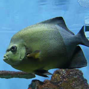 Old Woman Angelfish (Pomacanthus rhomboides)