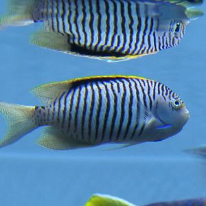 Zebra Angelfish (Genicanthus caudovittata)