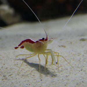 Skunk Cleaner Shrimp (Lysmata amboinensis)