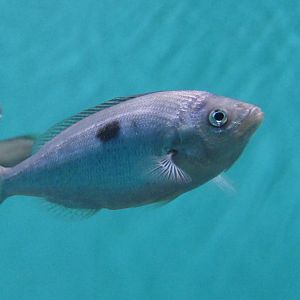 Blotched Picarel (Spicara maena)