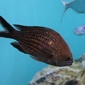 Mediterranean Chromis (Chromis chromis)