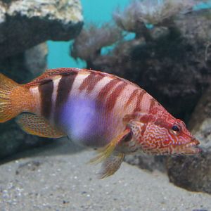 Painted Comber (Serranus scriba)