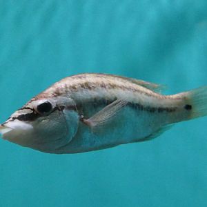 East Atlantic Peacock Wrasse (Symphodus tinca)