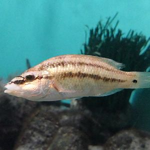 East Atlantic Peacock Wrasse (Symphodus tinca)
