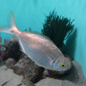 Salema Porgy (Sarpa salpa)