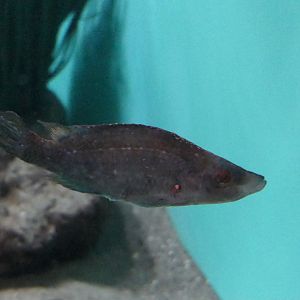 Long-snouted Wrasse (Symphodus rostratus)
