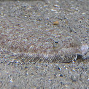 Wide-eyed Flounder (Bothus podas)
