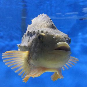 Lumpsucker (Cyclopterus lumpus)