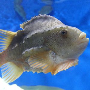 Lumpsucker (Cyclopterus lumpus)