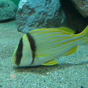 Porkfish (Anisotremus virginicus)
