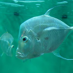 Lookdown (Selene vomer)