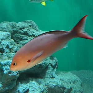 Atlantic Creolefish (Cephalopholis furcifer)