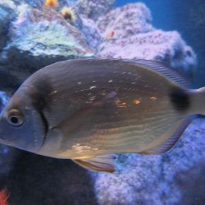Common Two-banded Seabream (Diplodus vulgaris)