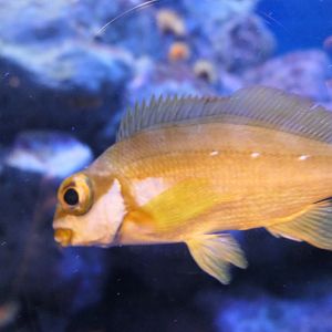 Two-tone Fingerfin (Chirodactylus brachydactylus)