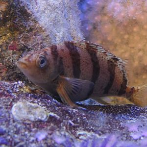 Barred Fingerfin (Cheilodactylus pixi)