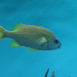 French Grunt (Haemulon flavolineatum)