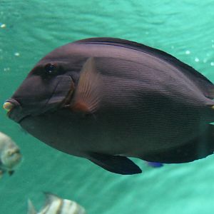 Atlantic Blue Tang (Acanthurus coeruleus)