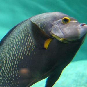 French Angelfish (Pomacanthus paru)