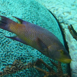 Spanish Hogfish (Bodianus rufus)