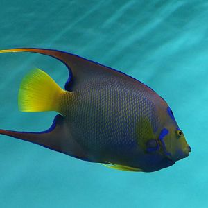 Queen Angelfish (Holacanthus ciliaris)