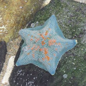 Blue Bat Star (Patiria pectinifera)