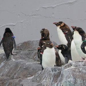 Southern Rockhopper Penguin (Eudyptes chrysocome)