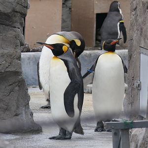 King Penguin (Aptenodytes patagonicus)