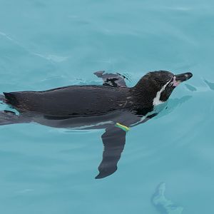 Humboldt Penguin (Spheniscus humboldti)