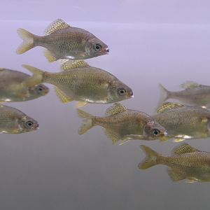 Smallscale Bitterling (Acheilognathus typus)