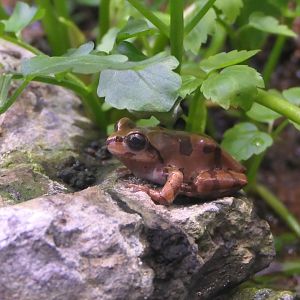 Japanese Tree Frog (Hyla japonica)