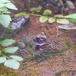 Proto Wrinkled Frog (Glandirana reliquia)