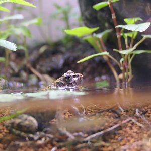 Proto Wrinkled Frog (Glandirana reliquia)