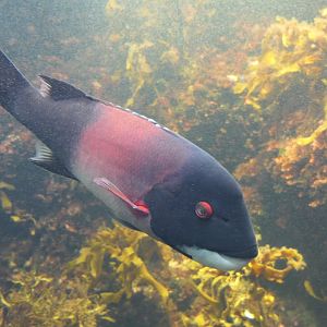 California Sheephead Wrasse (Bodianus pulcher)