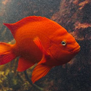 Garibaldi (Hypsipops rubicundus)