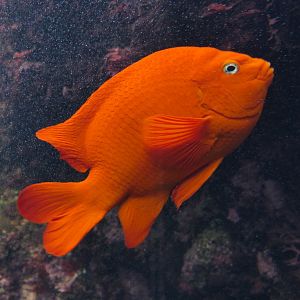 Garibaldi (Hypsipops rubicundus)