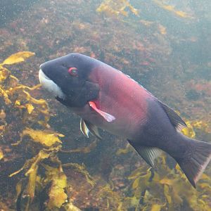 California Sheephead Wrasse (Bodianus pulcher)