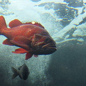 Vermilion Rockfish (Sebastes miniatus)