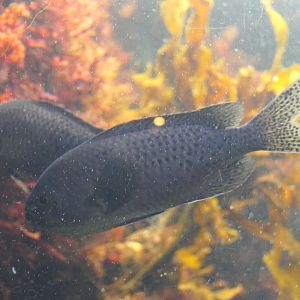 Blacksmith Chromis (Chromis punctipinnis)